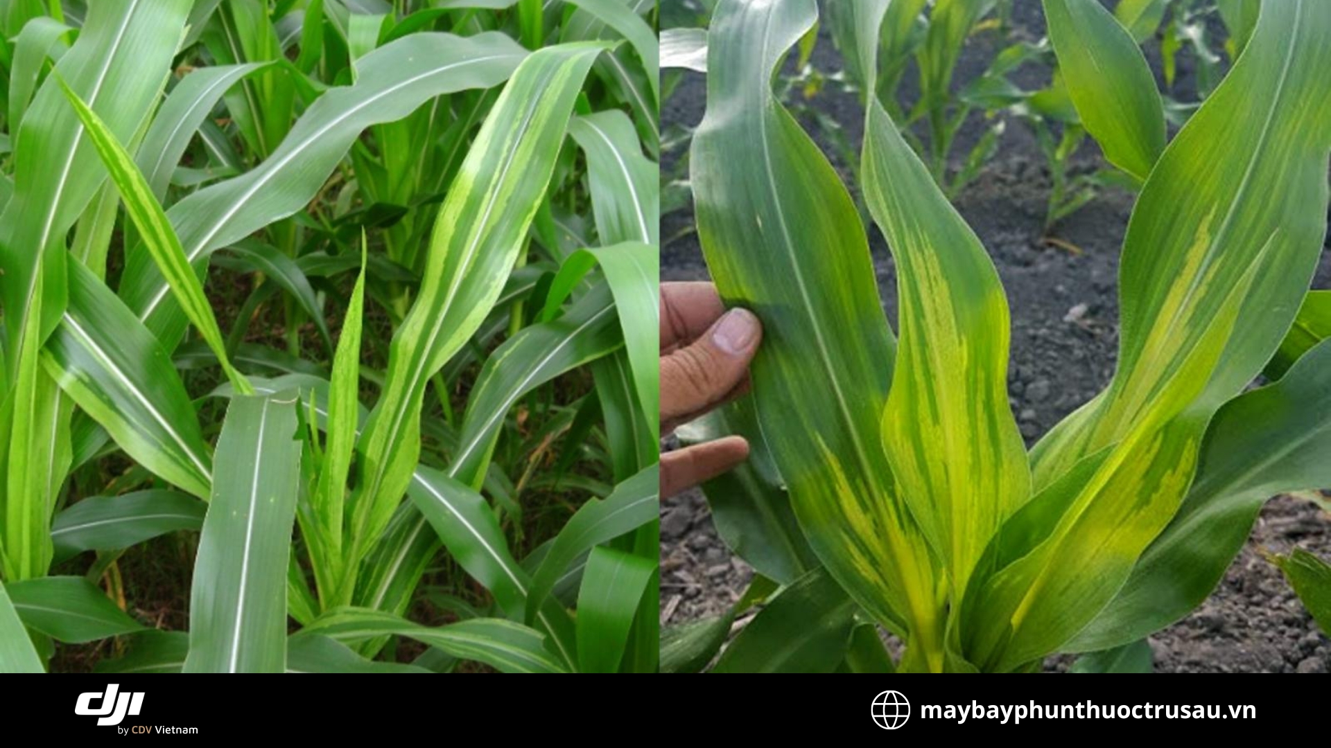 Bệnh bạch tạng (Sclerospora maydis)