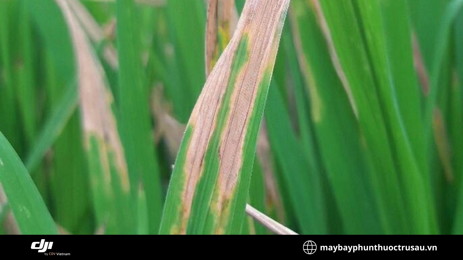 Bệnh đạo non (Rice Bacterial Leaf Streak)