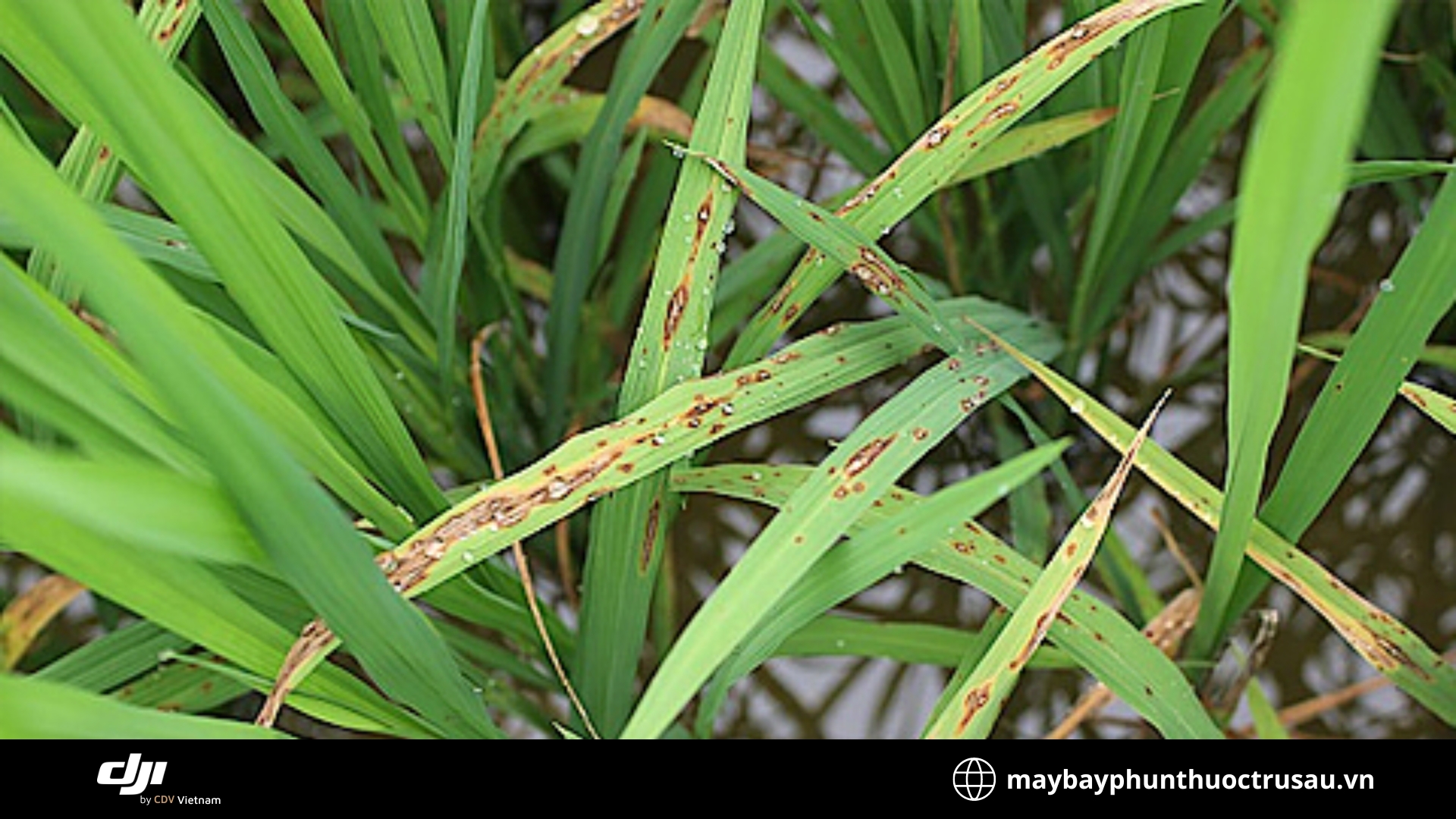 Bệnh đạo ôn (Sheath Blight)