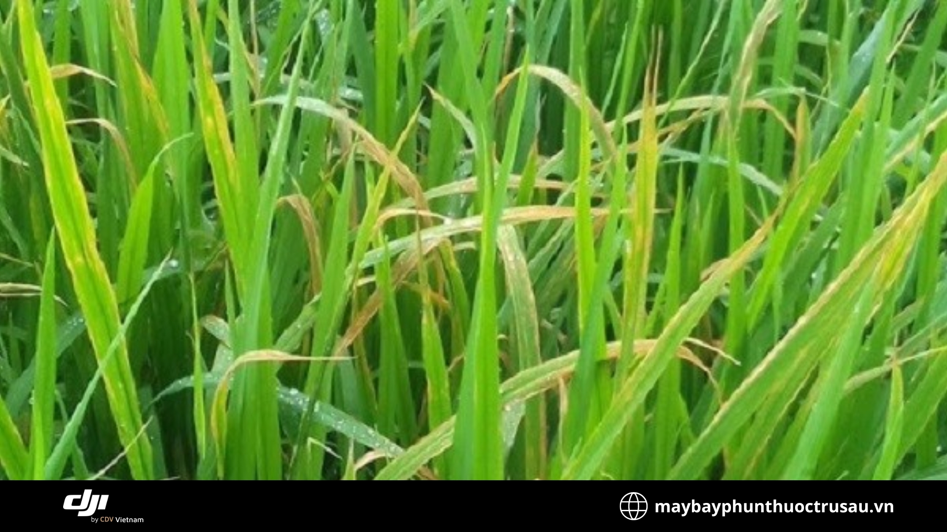 Bệnh đạo tràng (Bacterial Leaf Blight)