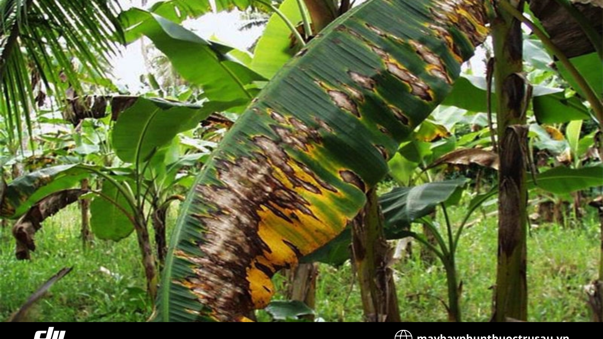 Bệnh đốm lá (Sigatoka leaf spot)