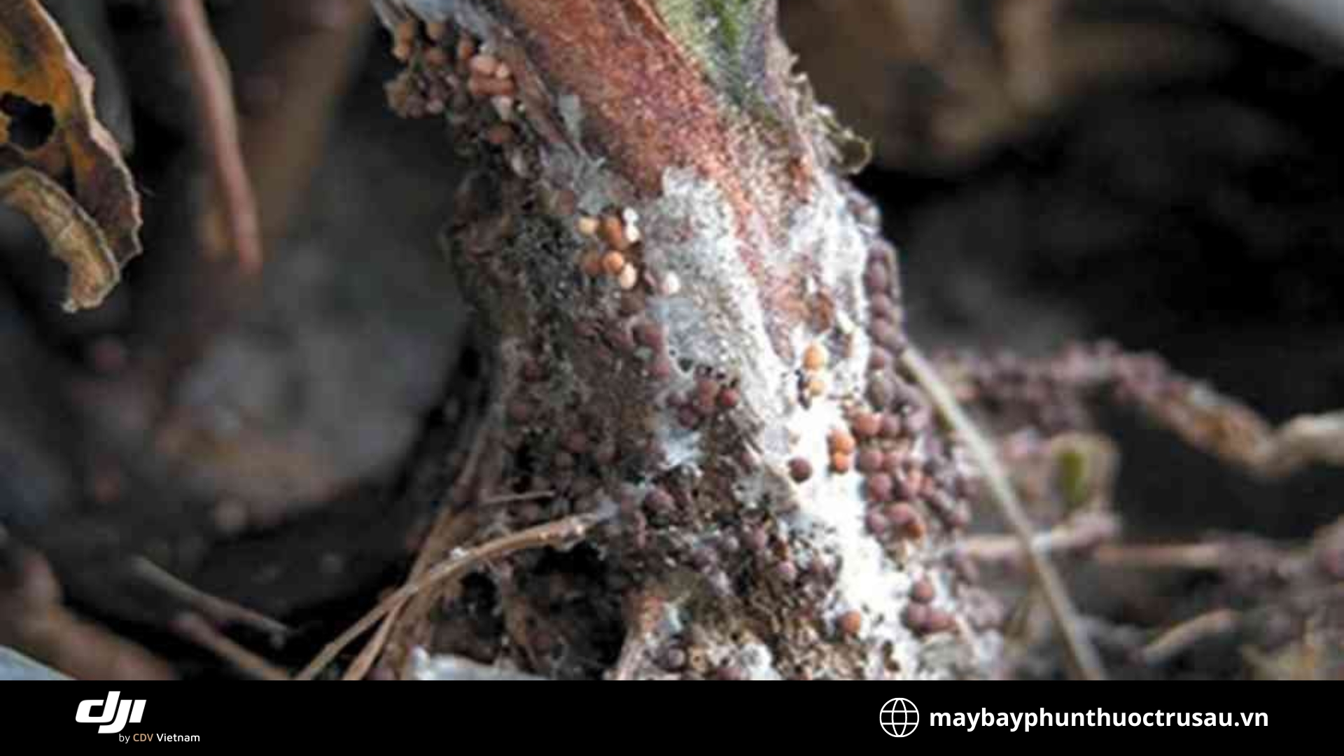 Bệnh thối rễ (Root rot)