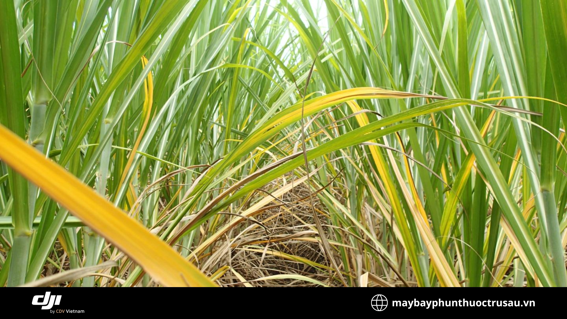 Bệnh vi rút lá vàng (Sugarcane yellow leaf virus)