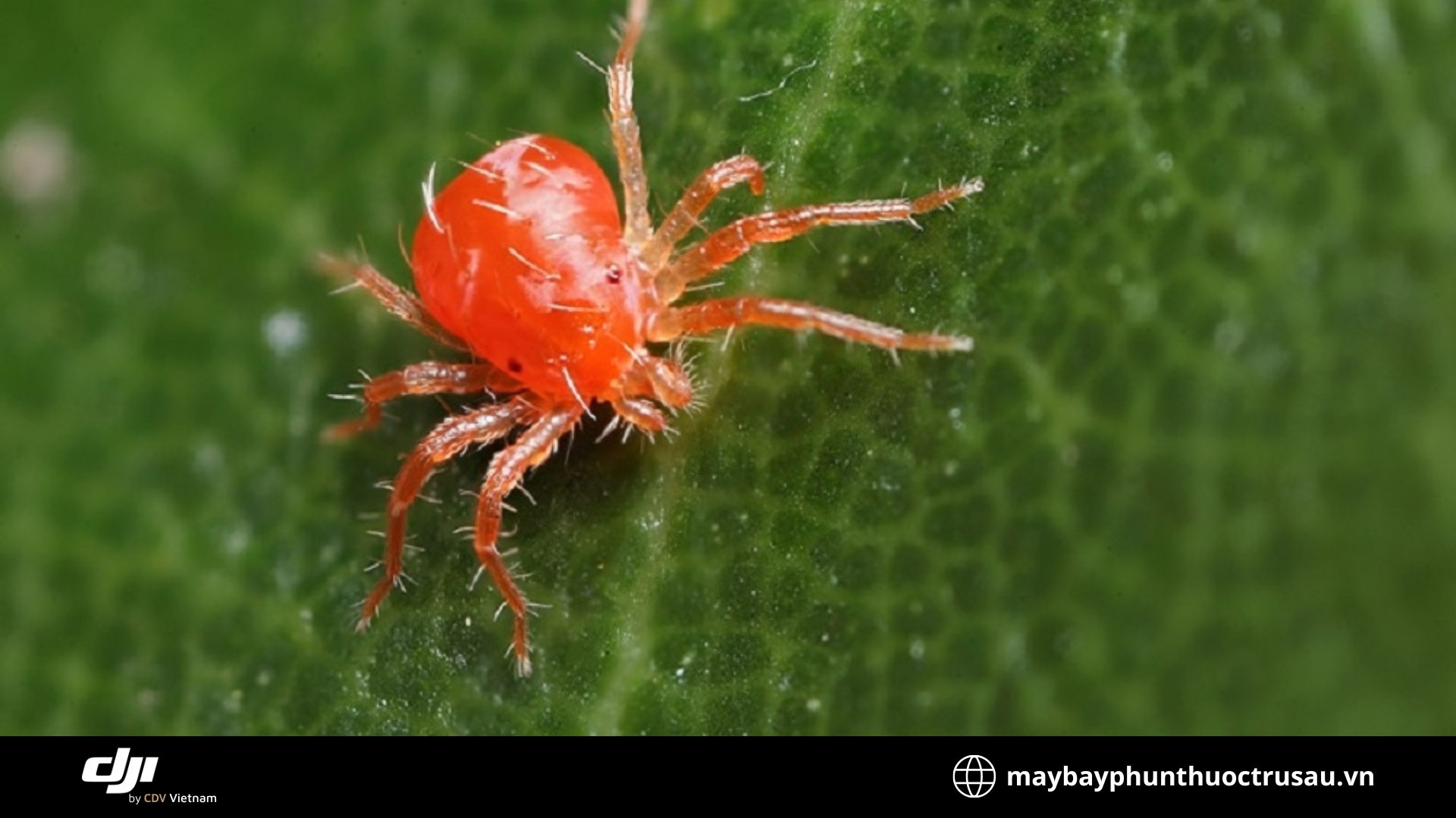 Nhện đỏ (Red Spider Mites)