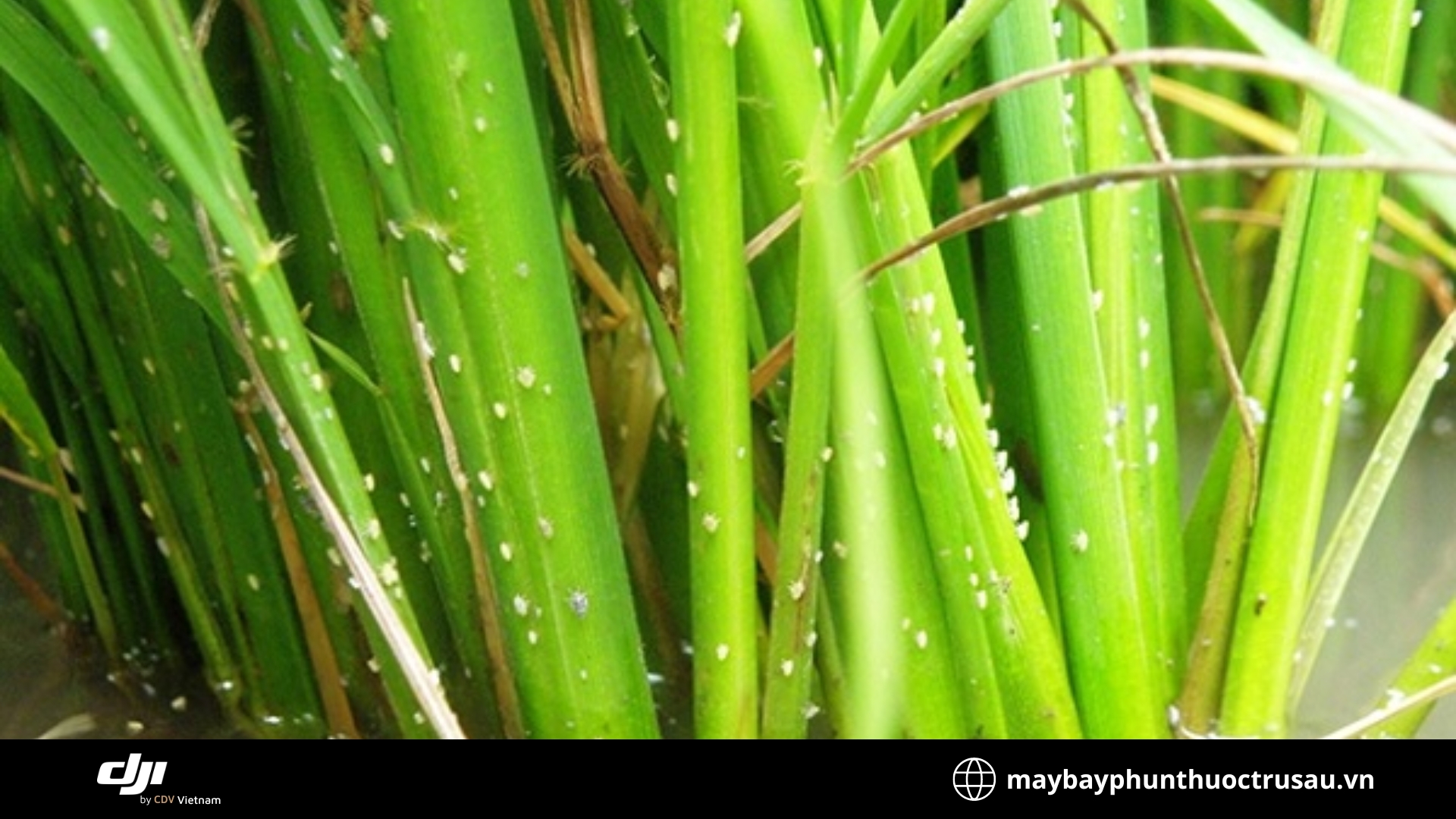 Rầy lưng trắng (Sogatella furcifera)