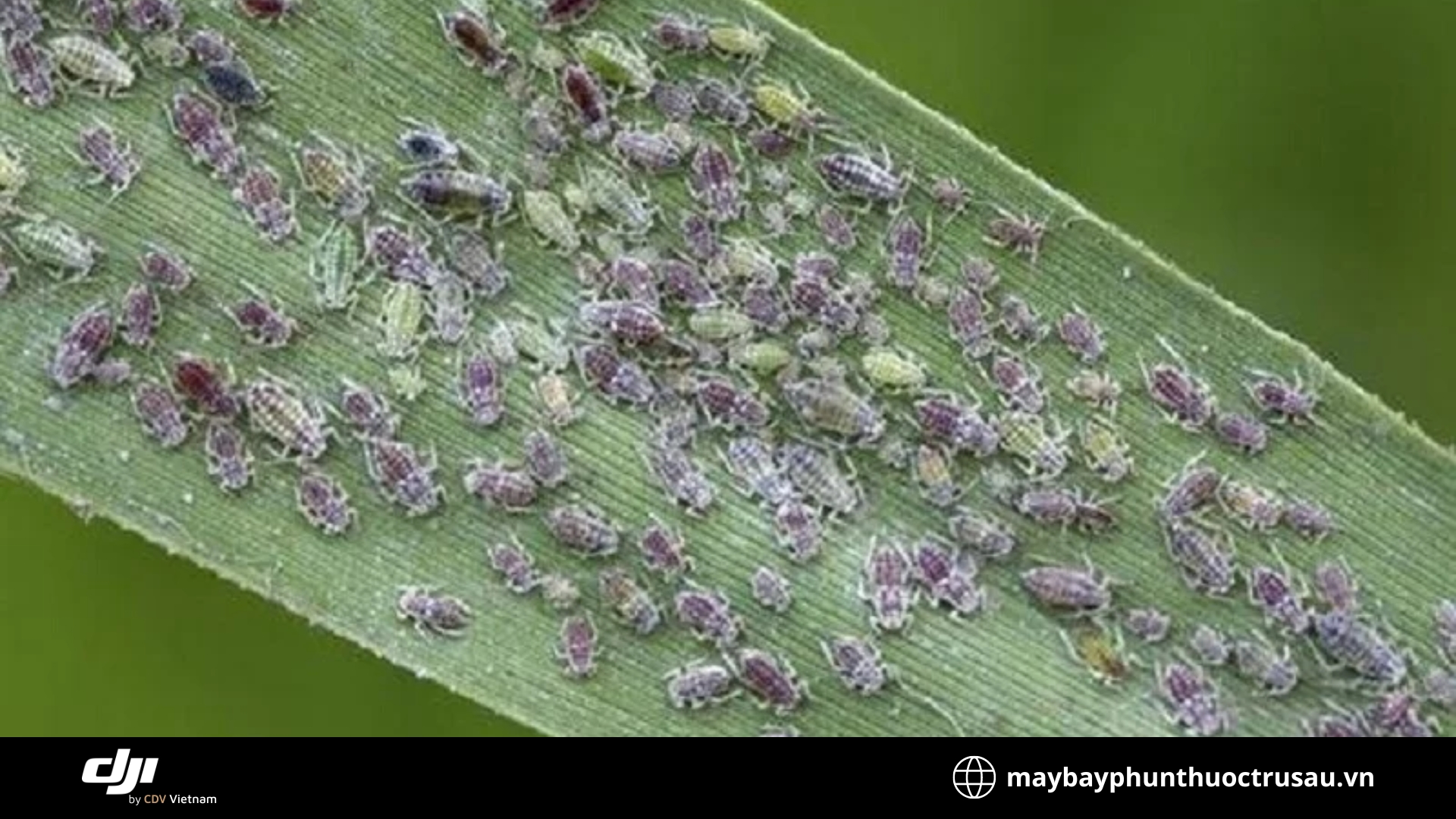 Rệp muội (Aphis maydis)