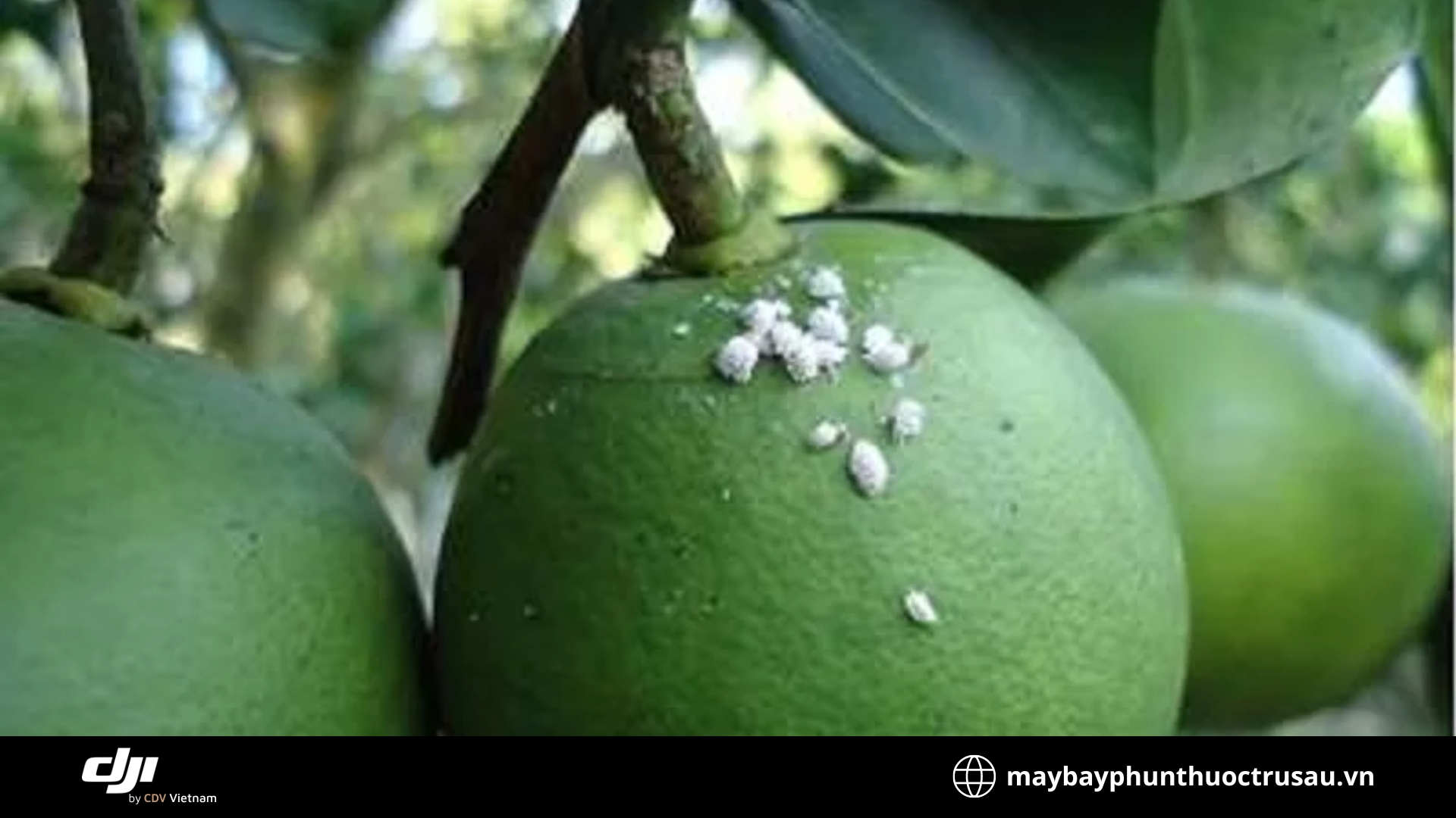 Rệp sáp (Scale insects)