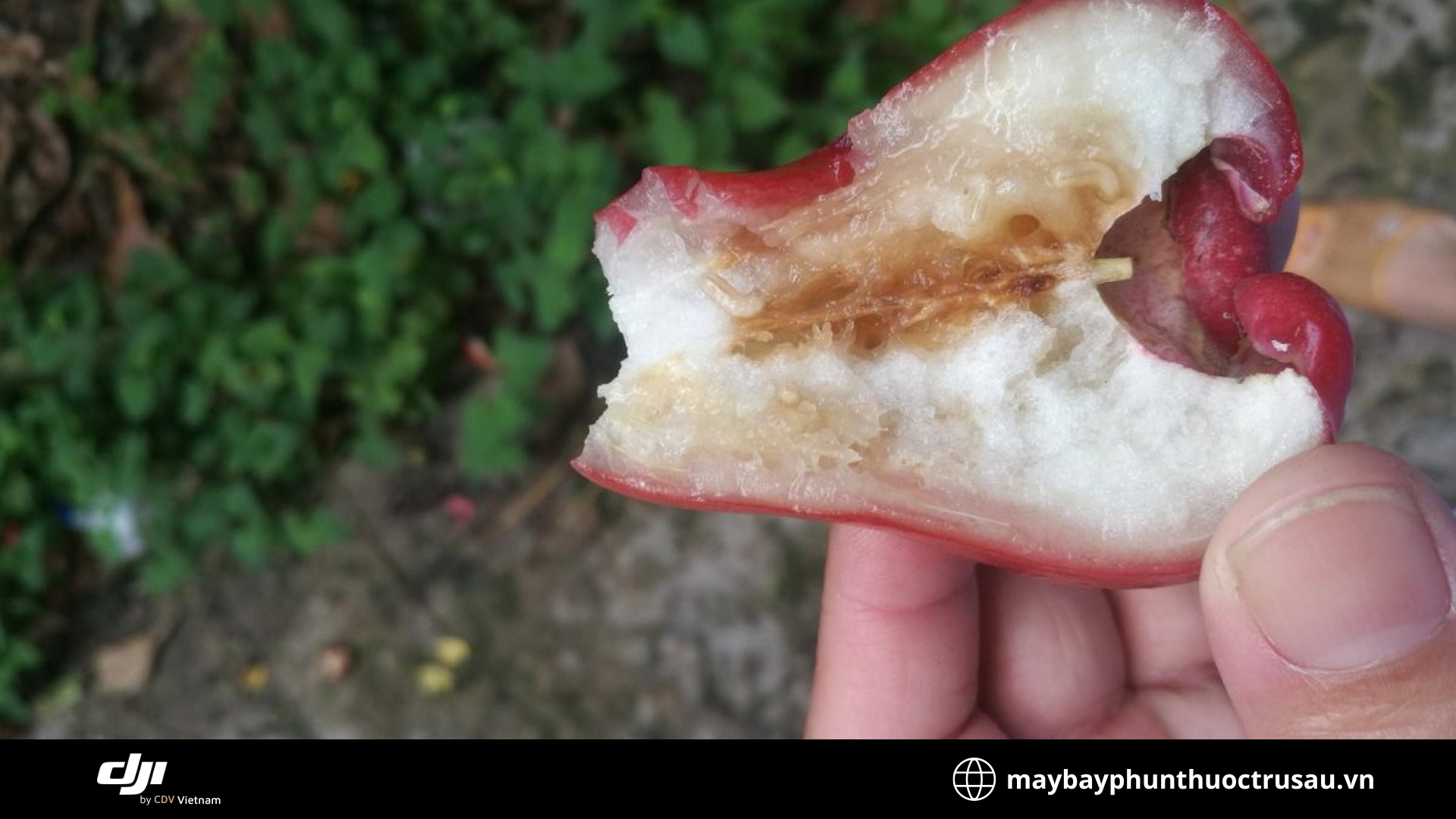 Sâu ăn quả mận (Cydia pomonella)