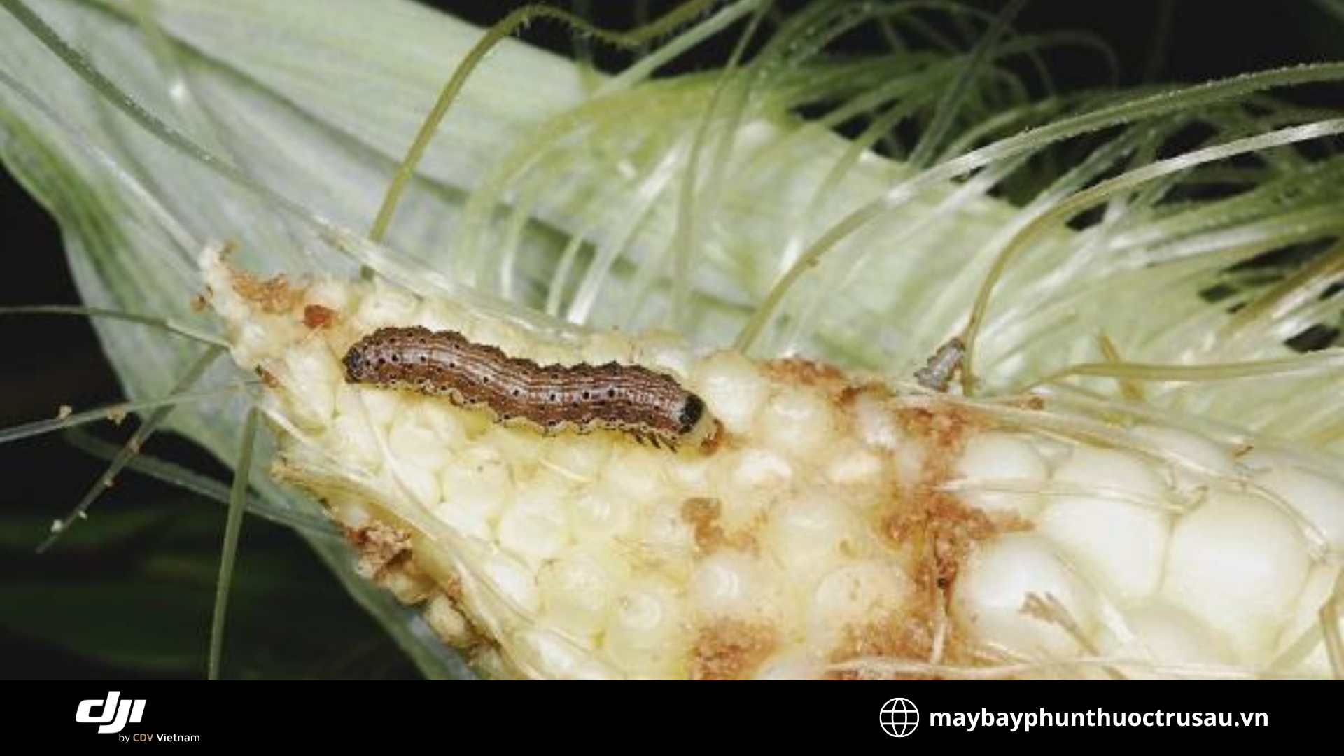 Sâu đục hạt (Earworm_Corn earworm)