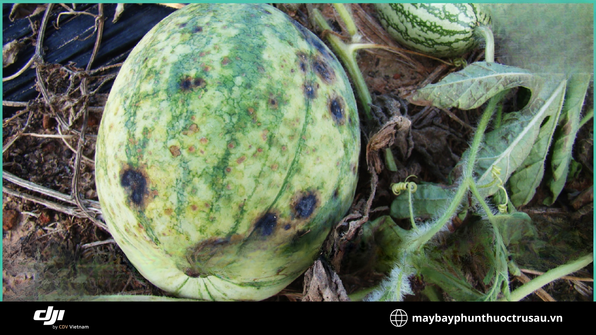 Sâu đục trái (Fruit borer)