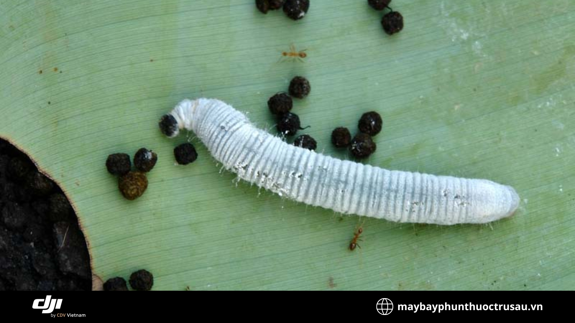 Sâu trùng chuối (Erionota thrax)