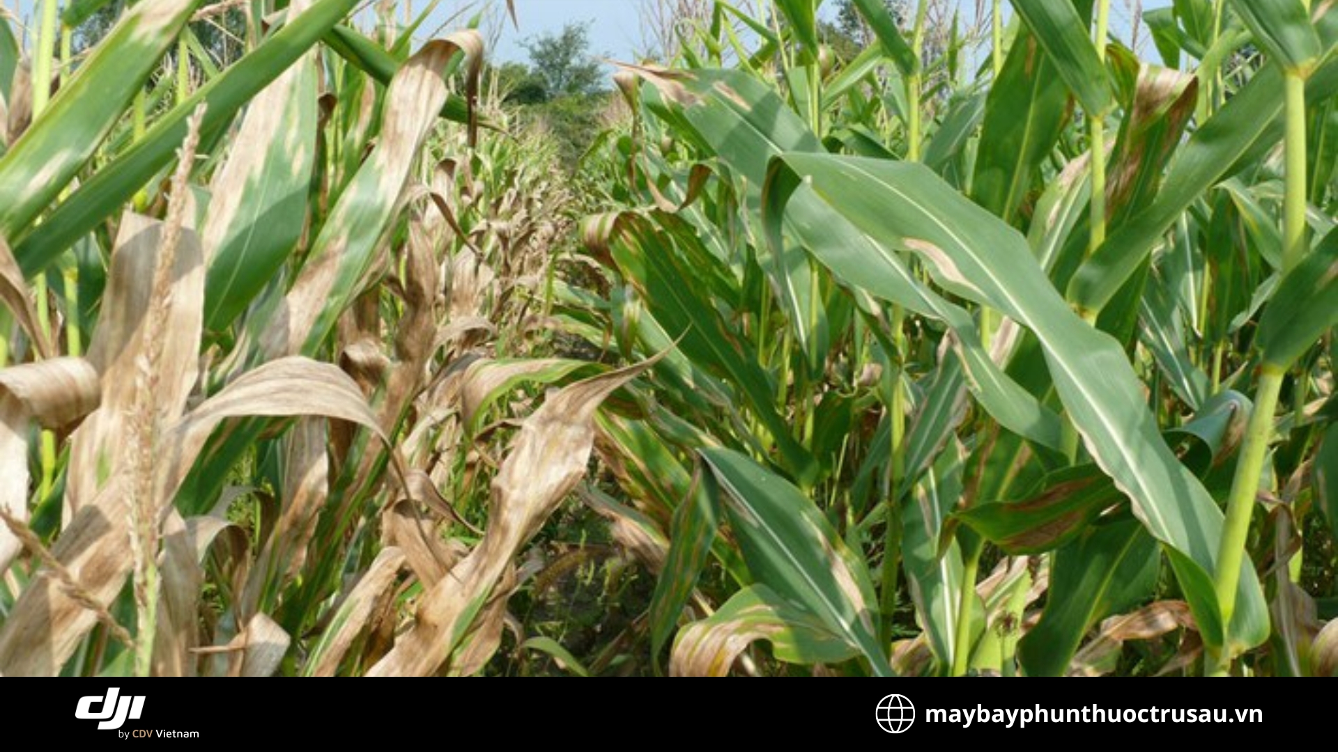 Thán thư (Northern corn leaf blight - NCLB)