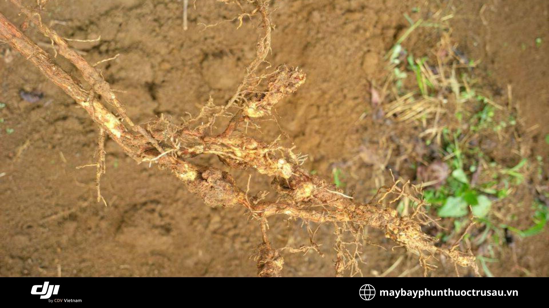 Bệnh Mục rễ (Root rot)