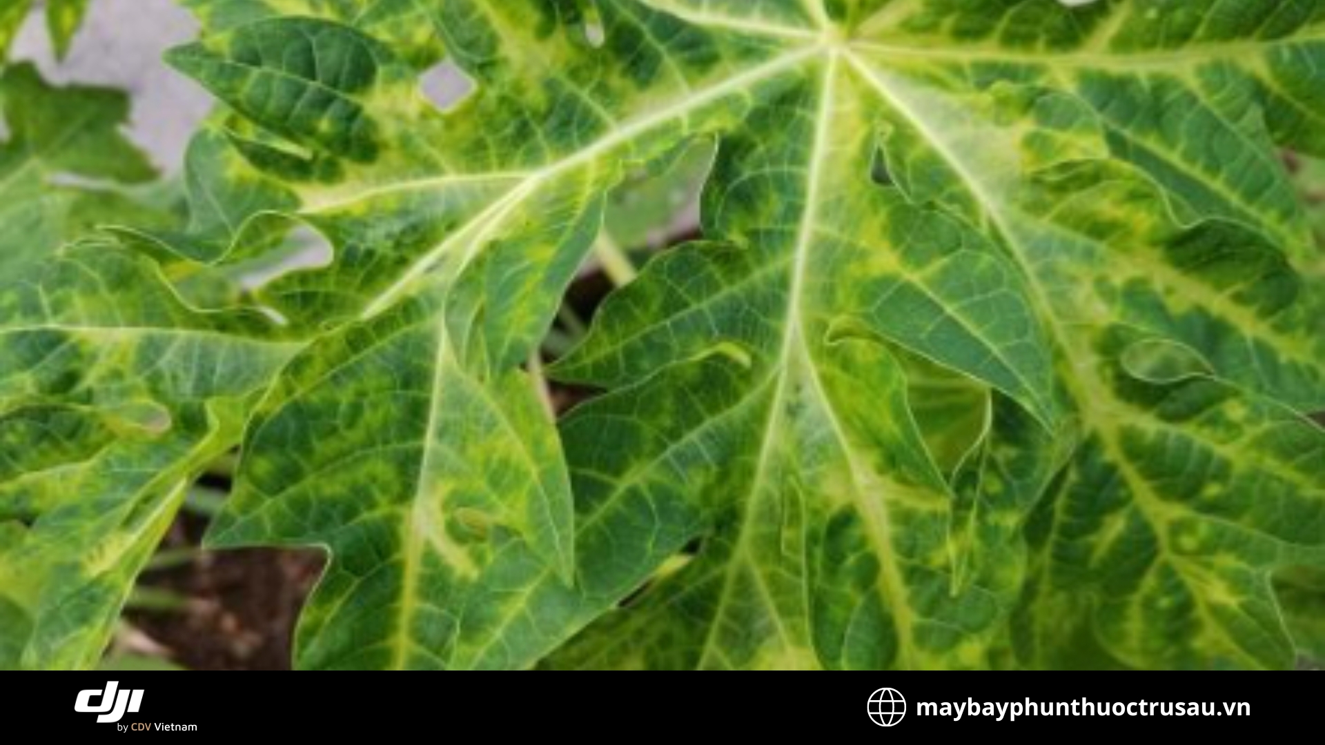 Bệnh cháy lá đu đủ (Papaya leaf blight)