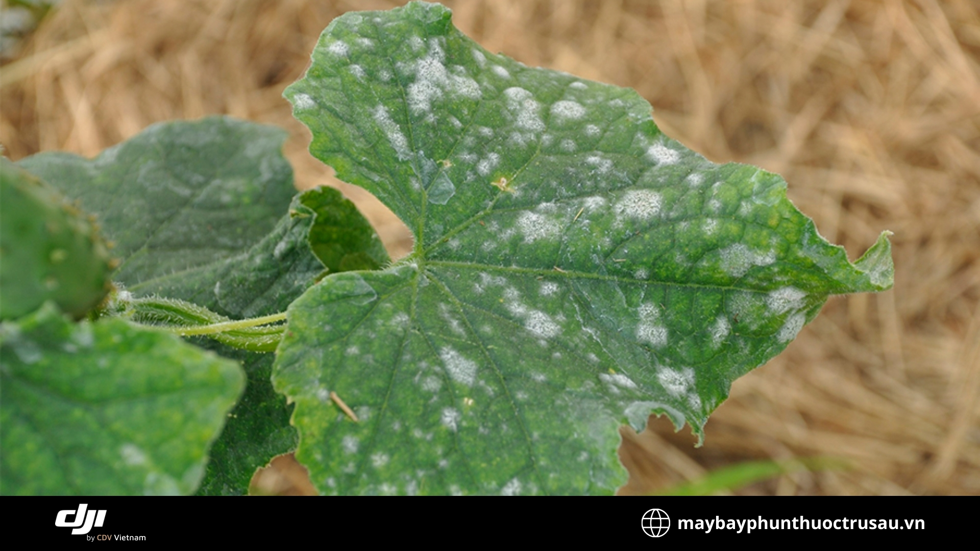 Bệnh nấm mốc lá (Powdery Mildew)