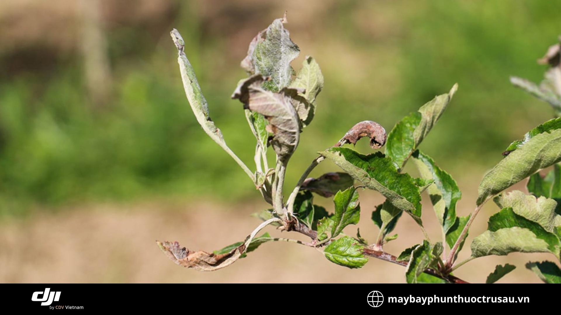 Bệnh phấn trắng (Powdery mildew)