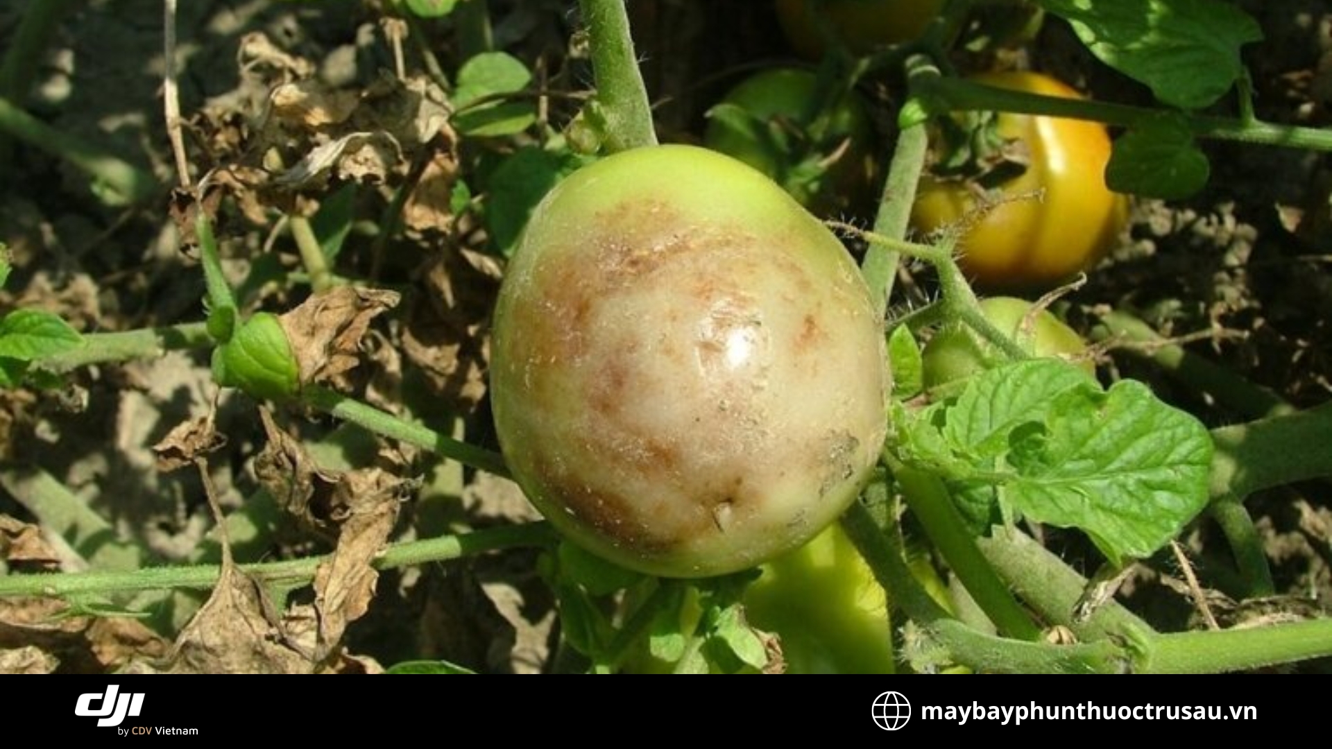 Bệnh thối quả (Fruit Rot)