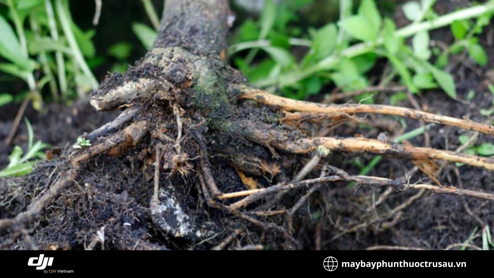 Bệnh thối rễ (Root rot)