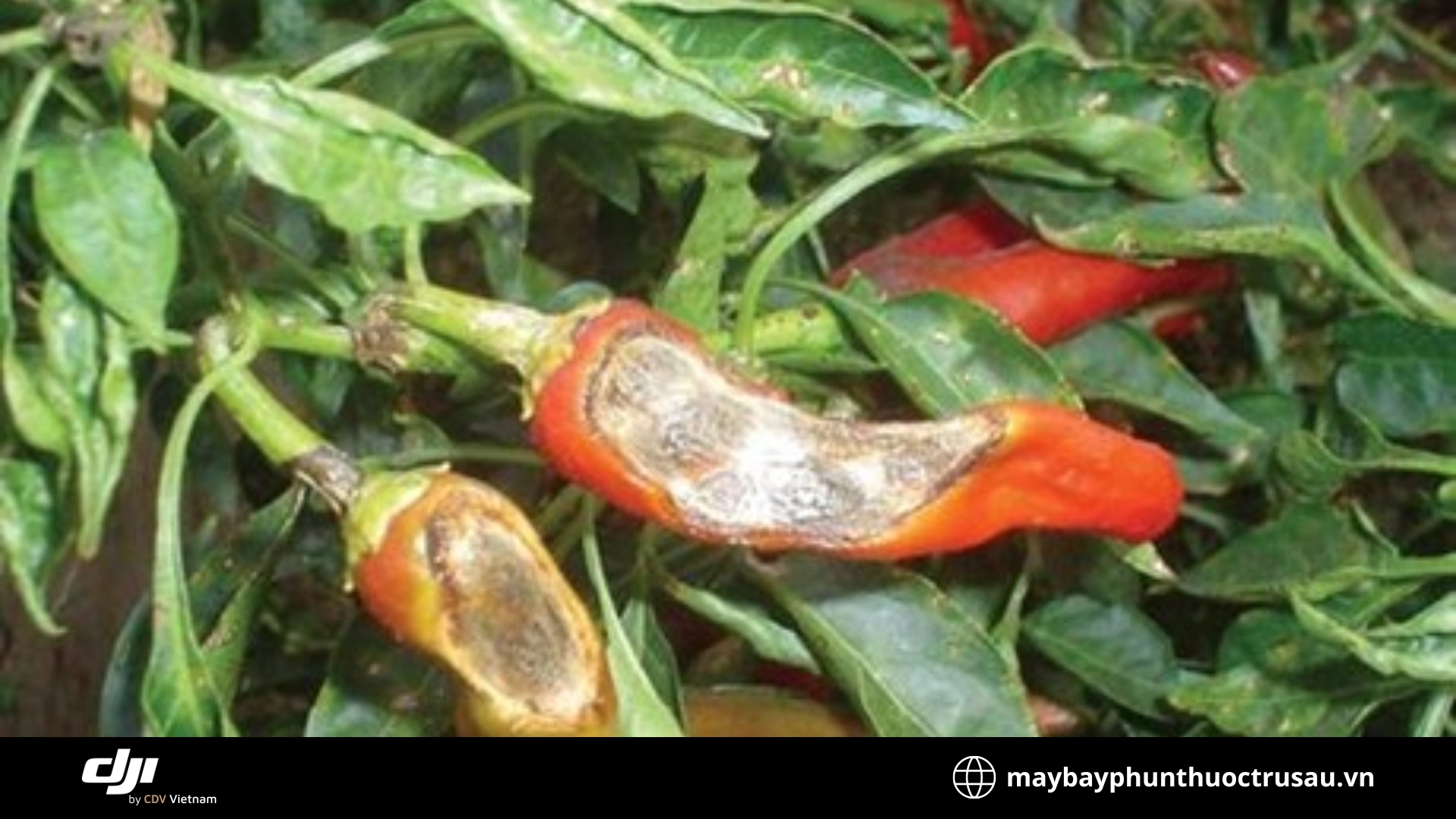 Bệnh thối trái (Fruit rot)