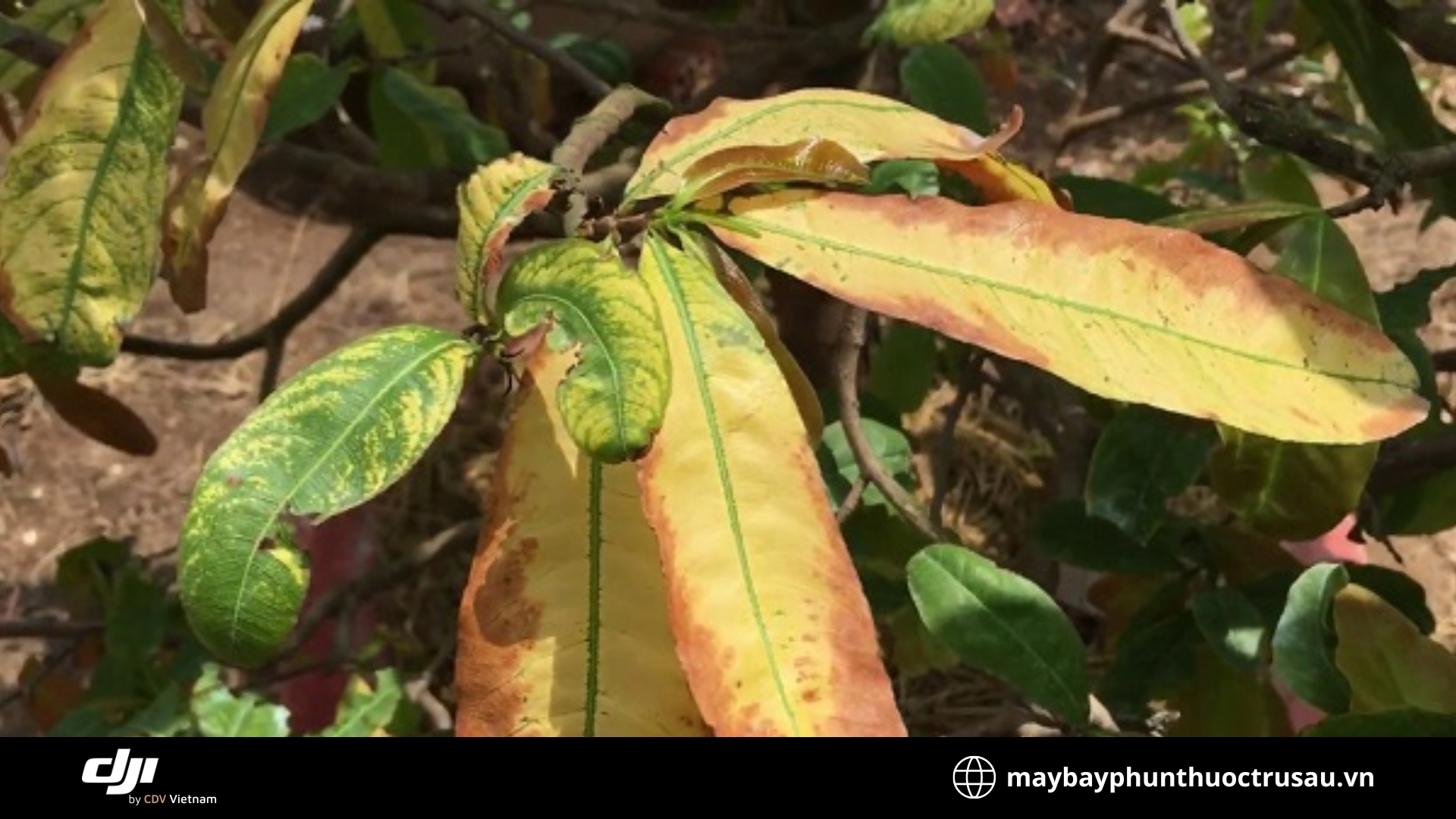 Bệnh vàng lá (Yellowing disease)