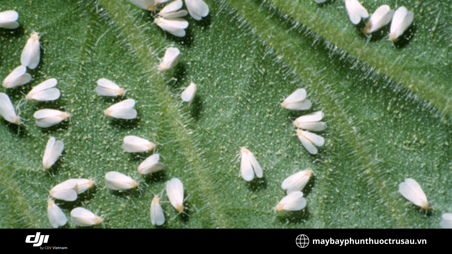 Bệnh vi rút bọ phấn (Cucumber Mosaic Virus)