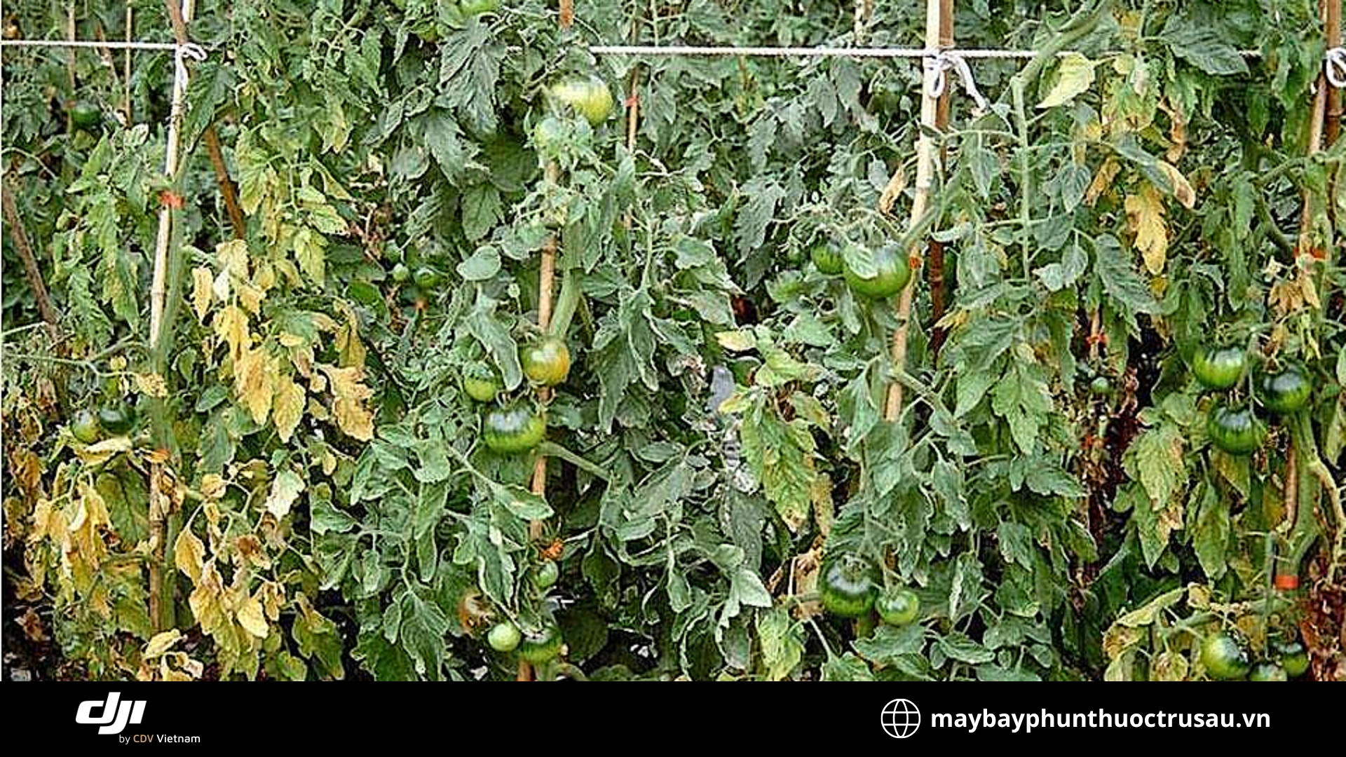 Bệnh xoắn lá (Leaf Curl)