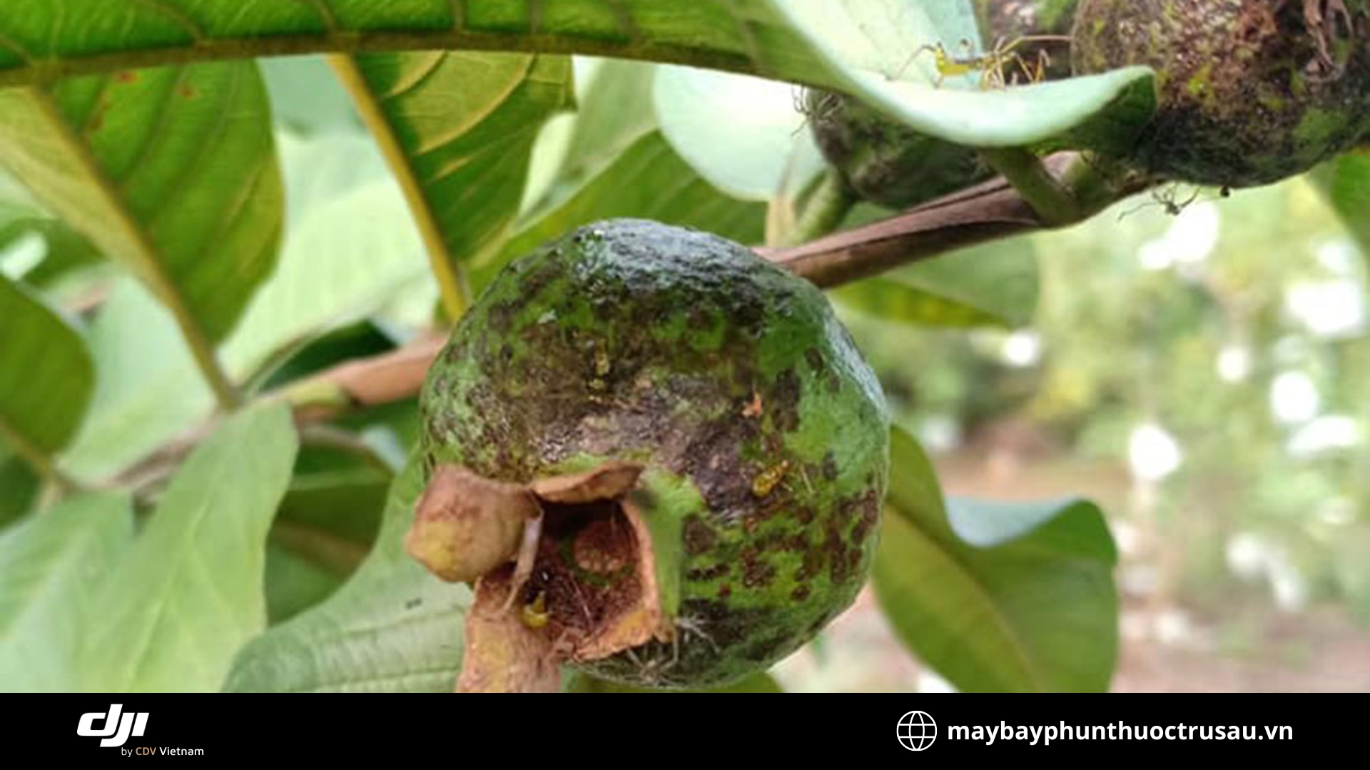 Bọ xít hại trái (Platynota spp.)