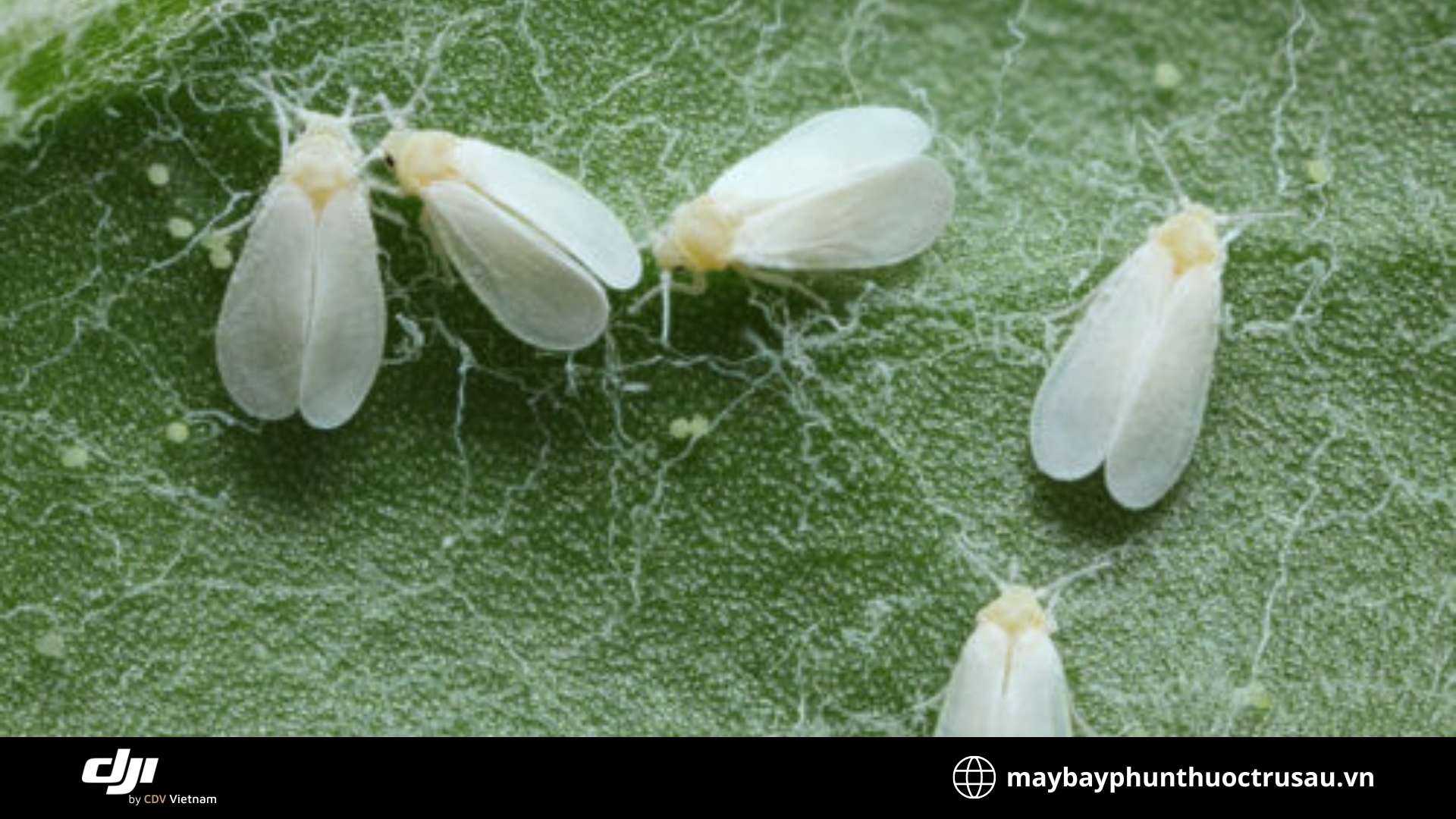 Bướm trắng (Whiteflies)