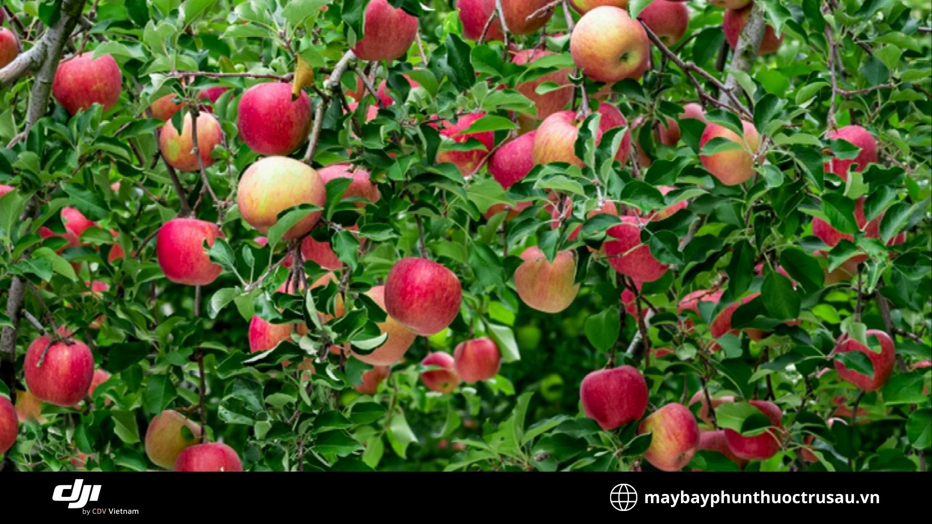 Các loại sâu bệnh hại cây táo và cách phòng trừ