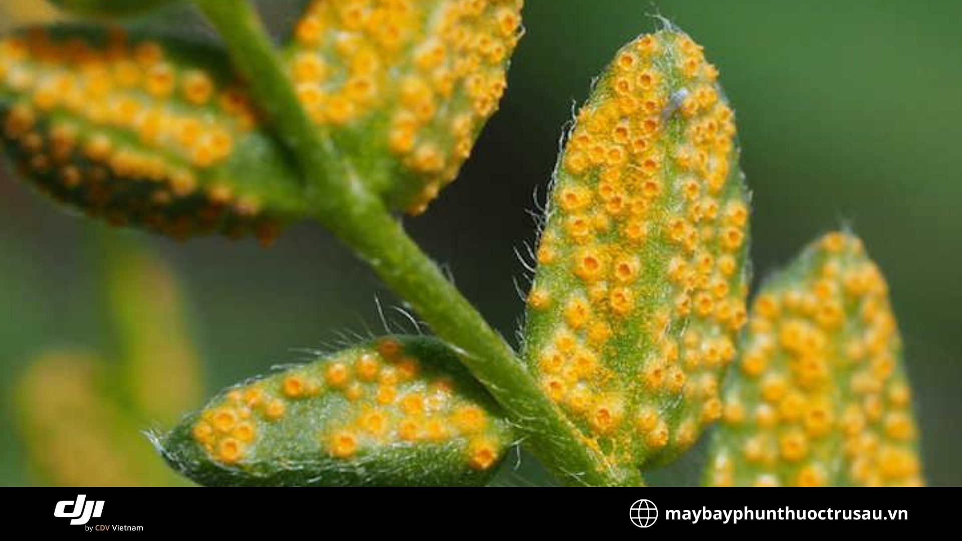 Nấm gỉ sắt (Rust fungus)