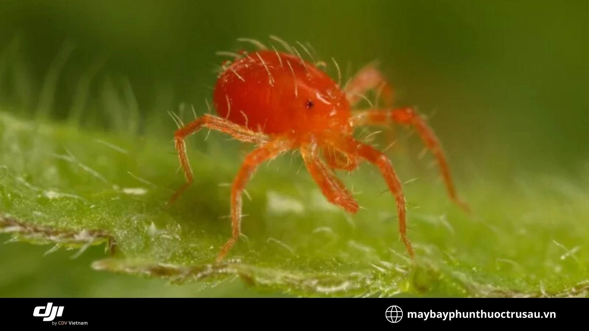 Nhện đỏ (Red spider mite)