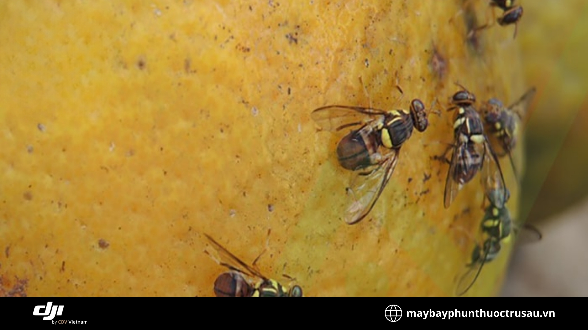 Ruồi vàng gây hại quả (Fruit fly)