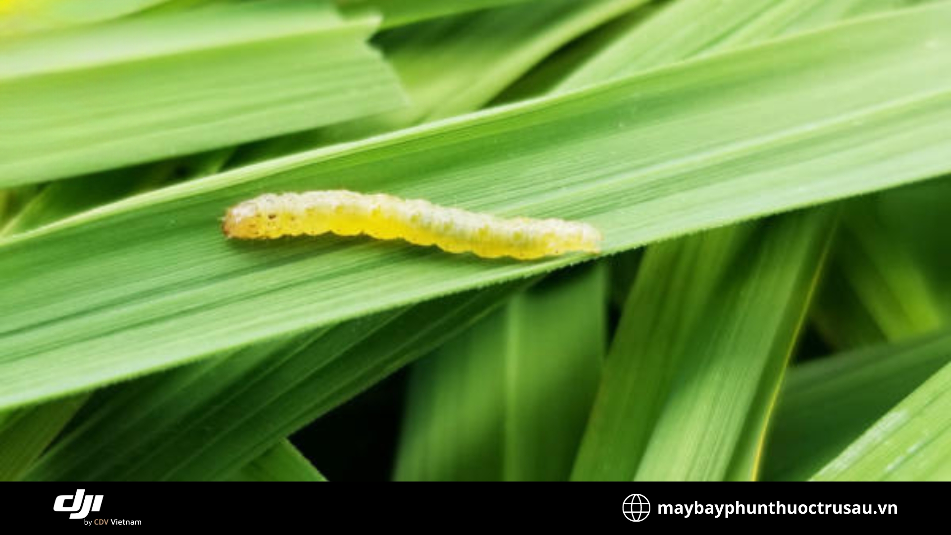 Sâu cuốn lá (Leaf-rolling caterpillars)
