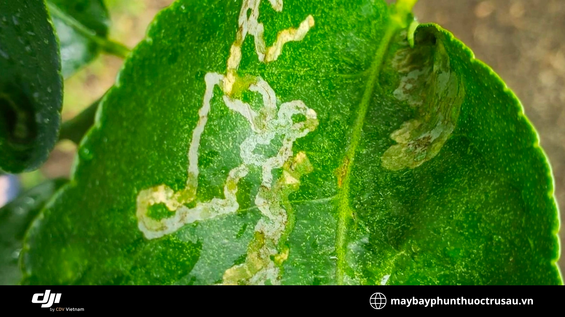 Sâu vẽ bùa (Phyllocnistis citrella)