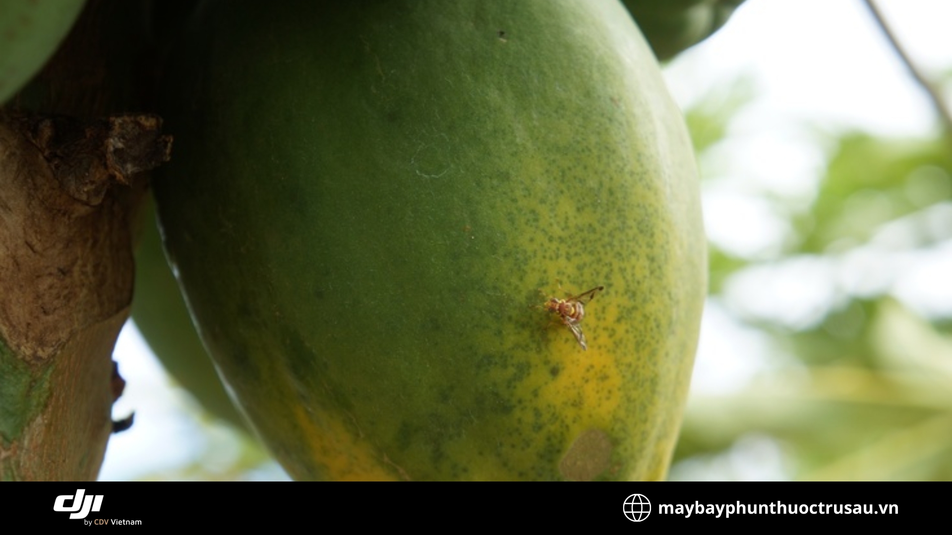 Sâu vòi rồng (Papaya fruit fly)