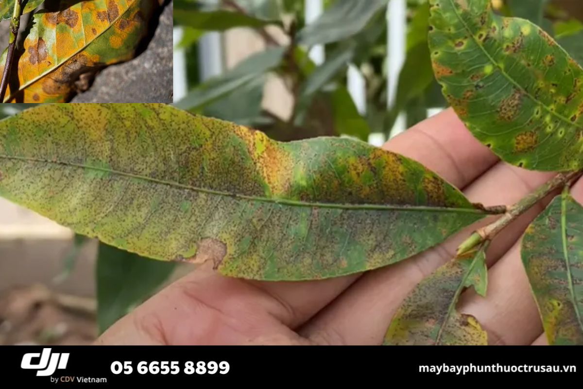 Nhận diện sâu bệnh hại cây mai vàng và cách tiêu diệt hiệu quả 6 bệnh rỉ sắt trên mai vàng