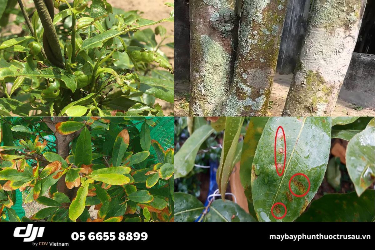 sâu bệnh hại cây mai vàng