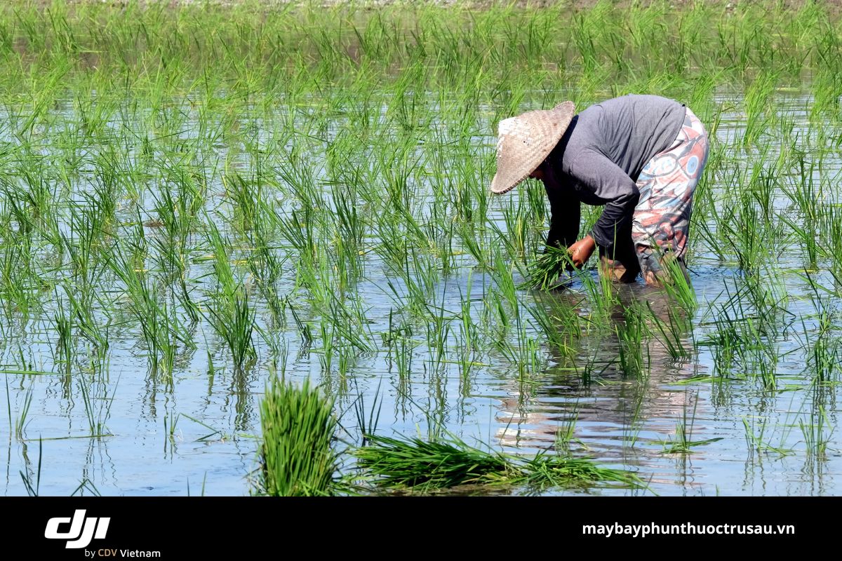 Bạc Liêu phát triển nông nghiệp bền vững