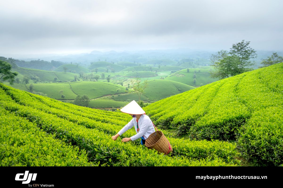 Thách thức canh tác truyền thống tại Thái Nguyên