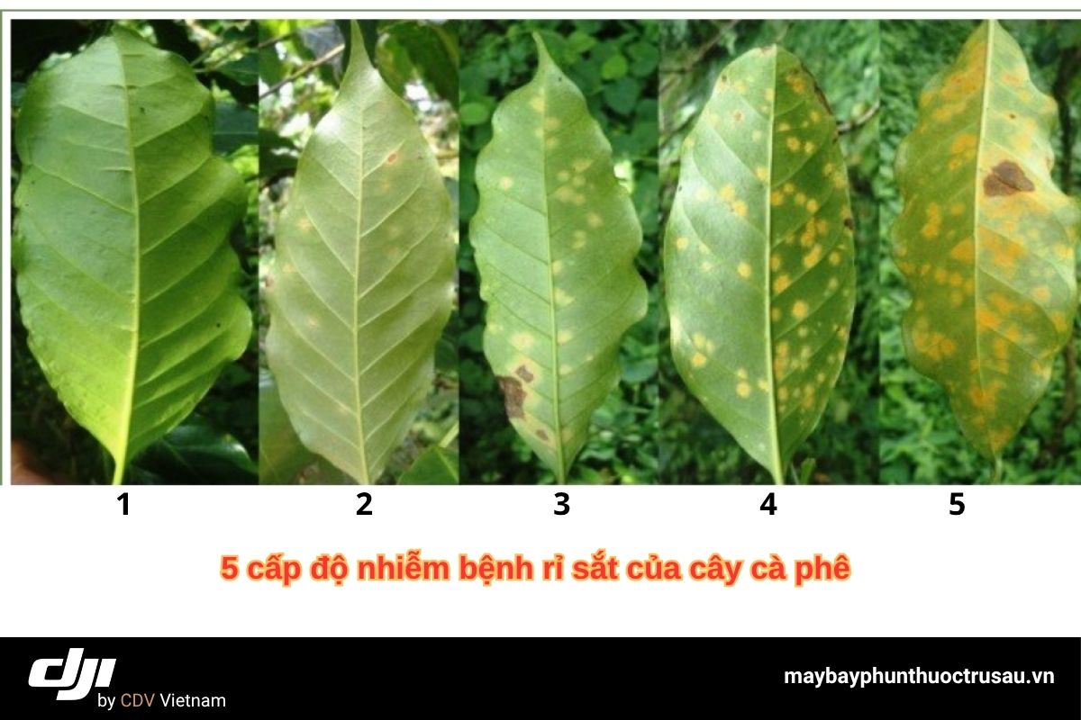 Bệnh rỉ sắt trên cây cà phê: Dấu hiệu nhận biết và cách xử lý hiệu quả 5 Nguyên nhân gây ra bệnh rỉ sắt