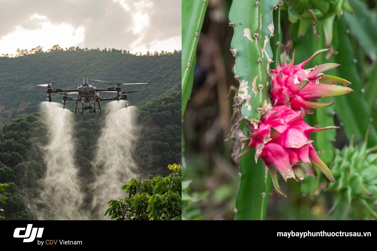 Máy bay dji t70p phun thuốc cho thanh long