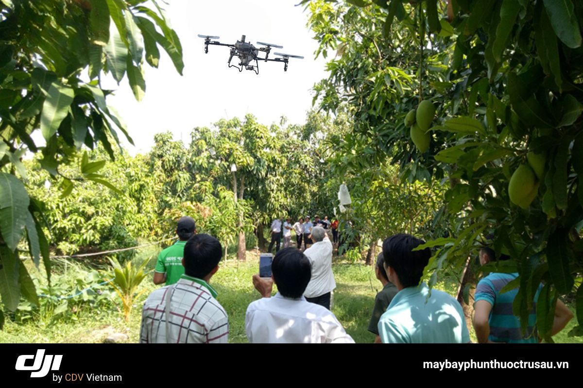 Máy bay dji t70p phun thuốc cho cây xoài